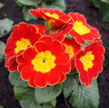 Flower Seeds, Seeds,Seeds For Planting,Plant Seeds