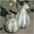 Vegetable Seeds,Garden seeds, Seeds For Planting,Plant Seeds