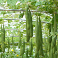 Luffa Gourd Sponge Seeds for Planting – Heirloom, Non-GMO, Dual-Purpose Vegetable – High Germination