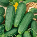 Vegetable Seeds,Garden seeds, Seeds For Planting,Plant Seeds