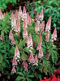 Flower Seeds, Seeds,Seeds For Planting,Plant Seeds
