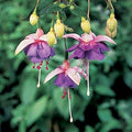 Flower Seeds, Seeds,Seeds For Planting,Plant Seeds