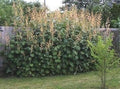 Vegetable Seeds,Garden seeds, Seeds For Planting,Plant Seeds