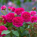 Flower Seeds, Seeds,Seeds For Planting,Plant Seeds