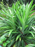 Herb Seeds,Garden seeds, Seeds For Planting,Plant Seeds