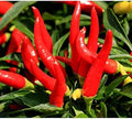 Vegetable Seeds,Garden seeds, Seeds For Planting,Plant Seeds