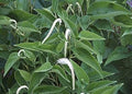 Flower Seeds, Seeds,Seeds For Planting,Plant Seeds