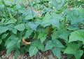 Vegetable Seeds,Garden seeds, Seeds For Planting,Plant Seeds