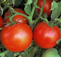 Vegetable Seeds,Garden seeds, Seeds For Planting,Plant Seeds