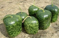 Vegetable Seeds,Garden seeds, Seeds For Planting,Plant Seeds