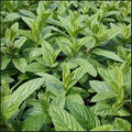 Vegetable Seeds,Garden seeds, Seeds For Planting,Plant Seeds