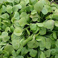 Flower Seeds, Seeds,Seeds For Planting,Plant Seeds