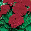 Flower Seeds, Seeds,Seeds For Planting,Plant Seeds