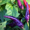 Vegetable Seeds,Garden seeds, Seeds For Planting,Plant Seeds