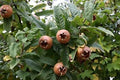 Fruit Seeds,Garden seeds, Seeds For Planting,Plant Seeds