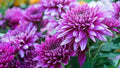 Purple Coneflower or Pine Chrysanthemum Flower seeds for Planting - Vibrant Colors, Heirloom & GMO Free Seeds for Home Garden