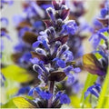 Herb Seeds,Garden seeds, Seeds For Planting,Plant Seeds