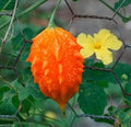 Vegetable Seeds,Garden seeds, Seeds For Planting,Plant Seeds