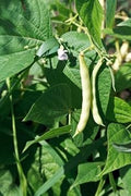 Vegetable Seeds,Garden seeds, Seeds For Planting,Plant Seeds