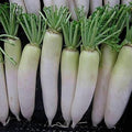Vegetable Seeds,Garden seeds, Seeds For Planting,Plant Seeds