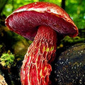 Vegetable Seeds,Garden seeds, Seeds For Planting,Plant Seeds