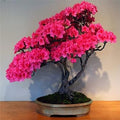 Flower Seeds, Seeds,Seeds For Planting,Plant Seeds