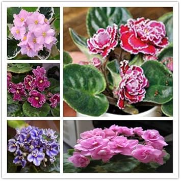 Flower Seeds, Seeds,Seeds For Planting,Plant Seeds