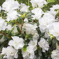 Flower Seeds, Seeds,Seeds For Planting,Plant Seeds