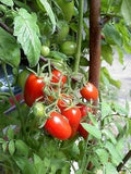 Vegetable Seeds,Garden seeds, Seeds For Planting,Plant Seeds