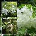 Flower Seeds, Seeds,Seeds For Planting,Plant Seeds