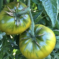 Vegetable Seeds,Garden seeds, Seeds For Planting,Plant Seeds