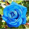 Flower Seeds, Seeds,Seeds For Planting,Plant Seeds