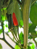 Vegetable Seeds,Garden seeds, Seeds For Planting,Plant Seeds