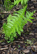 Green Fern Spores Flower Seeds for Planting – Heirloom & Non-GMO Garden Seeds