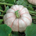 Vegetable Seeds,Garden seeds, Seeds For Planting,Plant Seeds