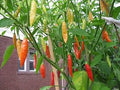 Vegetable Seeds,Garden seeds, Seeds For Planting,Plant Seeds