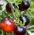 Vegetable Seeds,Garden seeds, Seeds For Planting,Plant Seeds