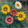 Flower Seeds, Seeds,Seeds For Planting,Plant Seeds