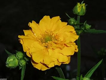 Vegetable Seeds,Garden seeds, Seeds For Planting,Plant Seeds