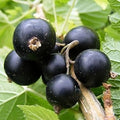 Fruit Seeds,Garden seeds, Seeds For Planting,Plant Seeds