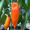 Vegetable Seeds,Garden seeds, Seeds For Planting,Plant Seeds