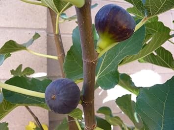 Madeira Fig Fruit Seeds – Heirloom, Non-GMO Seeds for Productive Home –  Earthechoseeds