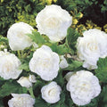 Flower Seeds, Seeds,Seeds For Planting,Plant Seeds