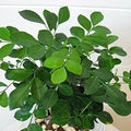 Flower Seeds, Seeds,Seeds For Planting,Plant Seeds