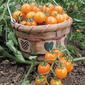Vegetable Seeds,Garden seeds, Seeds For Planting,Plant Seeds