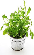 Vegetable Seeds,Garden seeds, Seeds For Planting,Plant Seeds