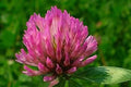 Flower Seeds, Seeds,Seeds For Planting,Plant Seeds