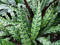 Flower Seeds, Seeds,Seeds For Planting,Plant Seeds