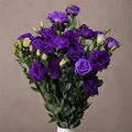 Flower Seeds, Seeds,Seeds For Planting,Plant Seeds