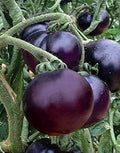 Vegetable Seeds,Garden seeds, Seeds For Planting,Plant Seeds